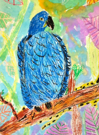 A hyacinth macaw by Hosmer second-grader Evey Long, one of the works to be displayed in the 2016 Watertown public schools art show that will run from April 1 to April 26 at Watertown Mall.