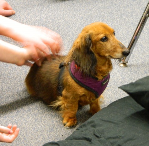 Zebedee is a long-haired pure-breed Dachshund that comes to Watertown High School as part of the Reading Dogs program, which helps students read and speak with confidence. Zebedee was certified as service dogs by an organization called Dog Bones, which focuses on "people training" more than dog training.