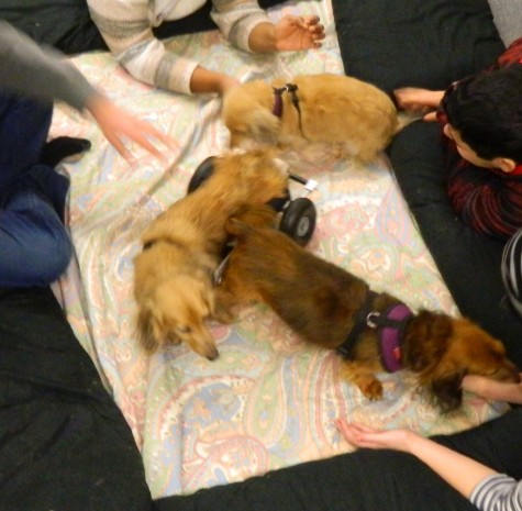 Zebedee (bottom right), Promise (center), and Lily are long-haired pure-breed Dachshunds that come to Watertown High School as part of the Reading Dogs program, which helps students read aloud and learn to speak with confidence