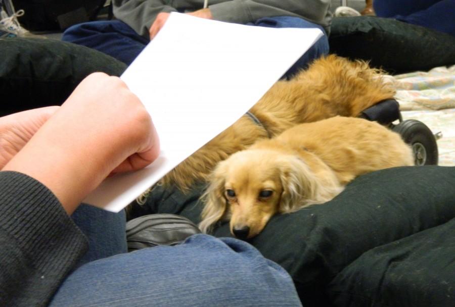 Lily is a long-haired pure-breed Dachshund that comes to Watertown High School as part of the Reading Dogs program, which helps students read aloud with confidence.