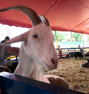 Goat in the Topsfield Fair petting area (Oct. 4, 2015).