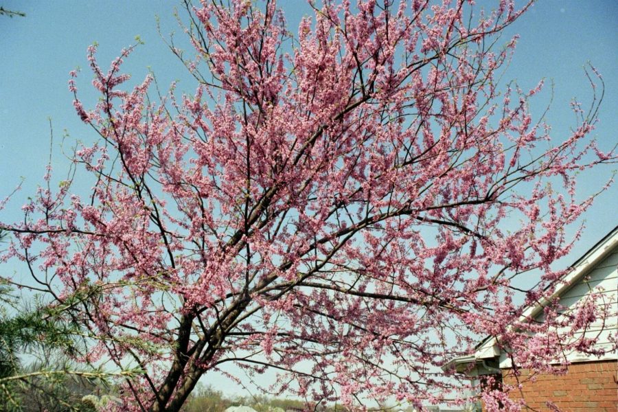 The Eastern redbud is one of the trees available through the Tree-Plenish event being run by Watertown High's environmental Club.